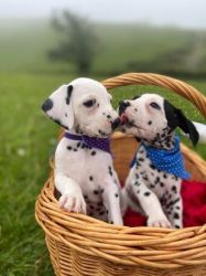 Gorgeous Dalmatians Puppies -