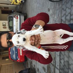 2 month old male dalmation dog