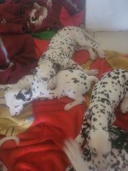 Dalmation Puppies Available Hesperia CA 92345