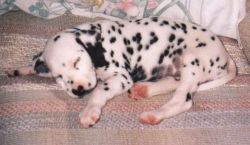 Show quality Dalmatian female puppie available