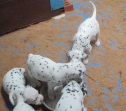 Lots Of Spots Dalmatian Puppies