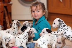 Home raised Dalmatian Puppies for Adoption