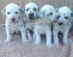 Dalmatian Puppies available,