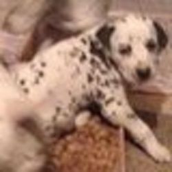 Brown Spotted Female Dalmatian Puppies