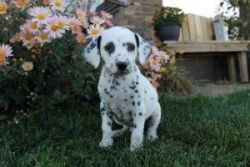 Sharp spotted Dalmatian puppies