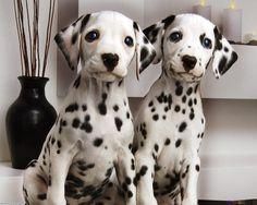 Dalmatian Puppies (xxx)xxx_xxxx