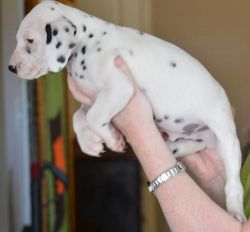 White and black spotted Dalmatian Litters