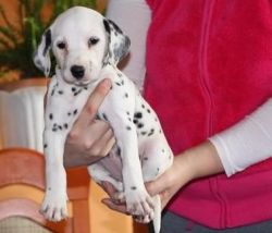 Stunning Dalmatian Puppies For Sale.