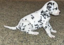 Beautiful Quality Dalmatian Puppies