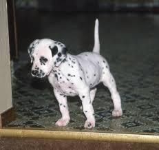 Dalmatian puppies for sale