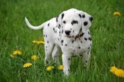 Dalmatian puppies for sale $500
