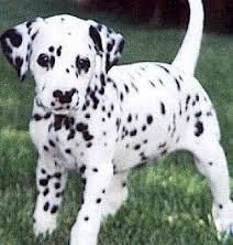 male and female Dalmatian puppies