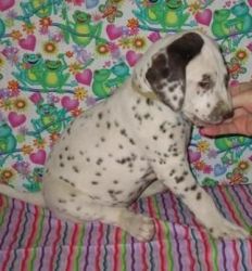 Akc F/m Dalmatian Puppies For Sale
