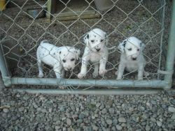 Beautiful A KC registered Dalmatian puppies