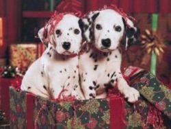 Charming Male and Female Dalmatian Puppies