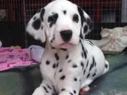 Kc Reg. Dalmatian Puppies