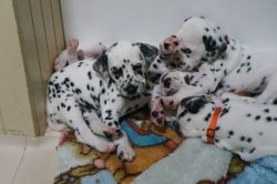 Beautiful Spotted Dalmatian Pups