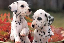 Adorable Sweet Dalmatian Puppies Ready To Go
