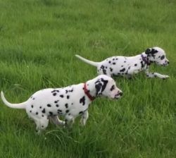 Adorable Trained Dalmatian Puppies Available $400