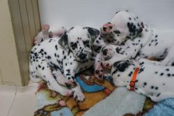 Registered Dalmatian Puppies