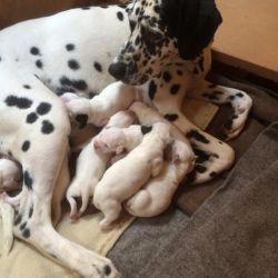 Top Class Kc Registered Dalmatian Puppies
