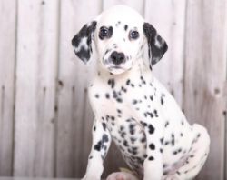 Handsome Male Dalmatian Puppies