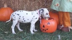 Stunning Litter Of Dalmatian Puppies For Sale