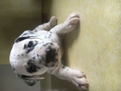 Male Dalmatian puppy for sale!