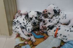 Stunning Kc Registered Dalmatian Puppies