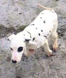Dalmatian Bitch Pup