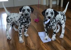 Kc Registered Puppies Due November