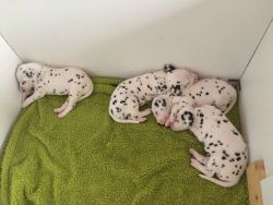Lovely dalmatian puppies available