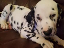 Beautiful pedigree dalmatian boy