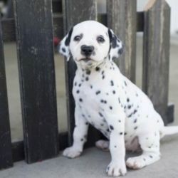 Akc Dalmatian Puppies.