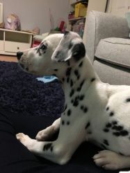 Beautiful Female Dalmatian Puppy
