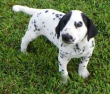 home trained Dalmatian puppies