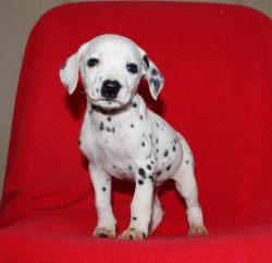 Kc Reg Dalmatian Puppies