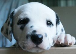 Top Quality Dalmatian Puppies