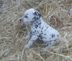 Kc Reg Dalmatian Puppies
