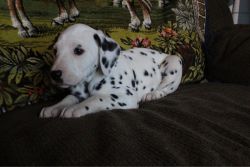 Gorgeous Pedigree Kc Registered Dalmatian Pups