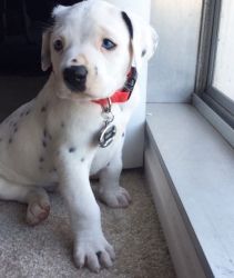 Adorable trained Dalmatian puppies available for sale