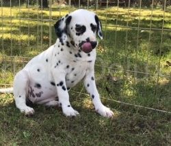 Dalmatian puppies available for sale