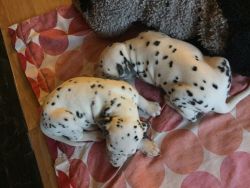 male and female dalmatian pups