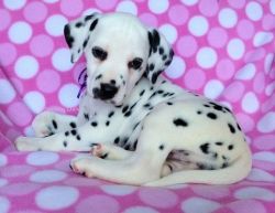 Playful Dalmatian Puppies For Sale