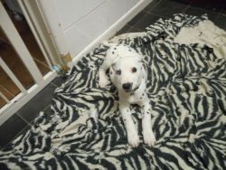 Dalmatian Girl Up 4 Sale 12 Weeks Old