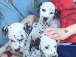 Adorable Dalmation Puppies