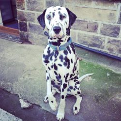 White and Black Dalmatian Puppies for sale