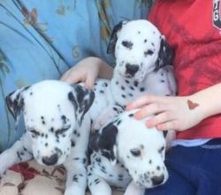 Stunning Dalmatian Puppies for sale