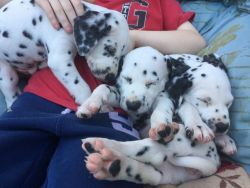 Dalmation Puppies 4 Girls Left Ready To Go
