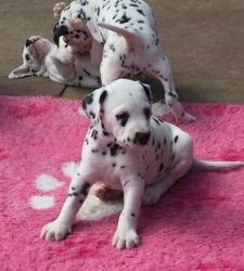 Beautiful Kc Reg Pups Available!